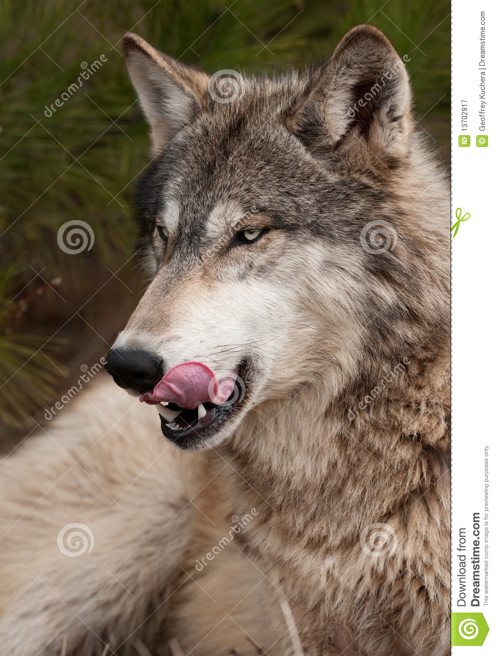 Timber Wolf  Canis Lupus  Licks Chops Royalty Free Stock Photography    