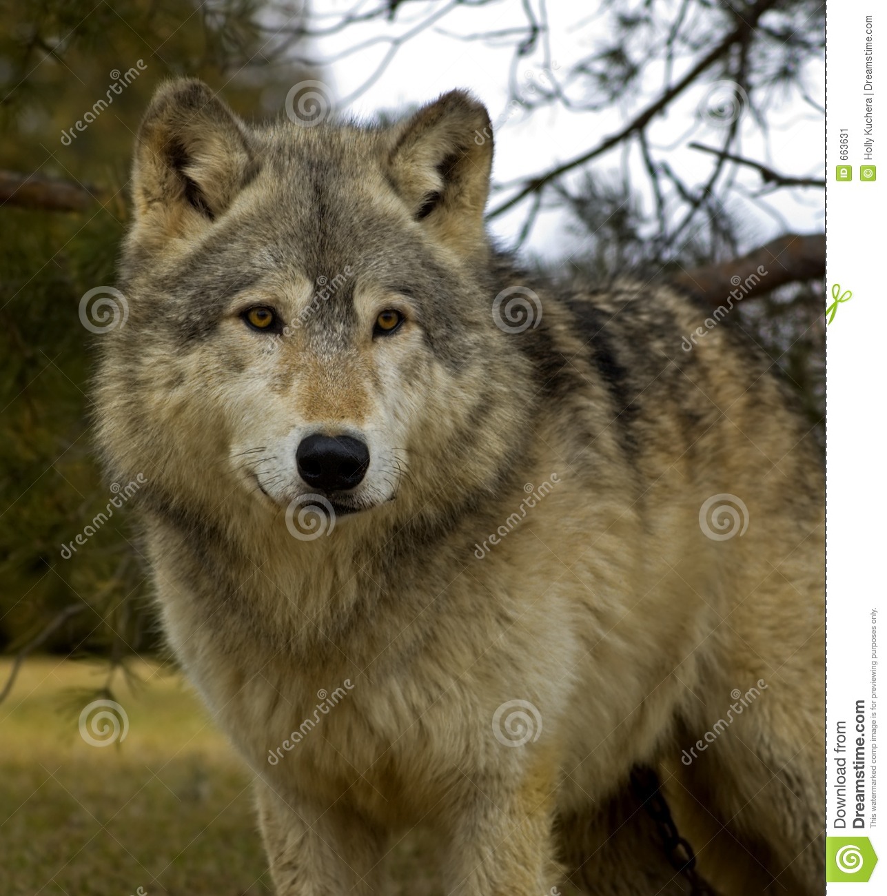 Timber Wolf  Canis Lupus    Square Stock Image   Image  663631