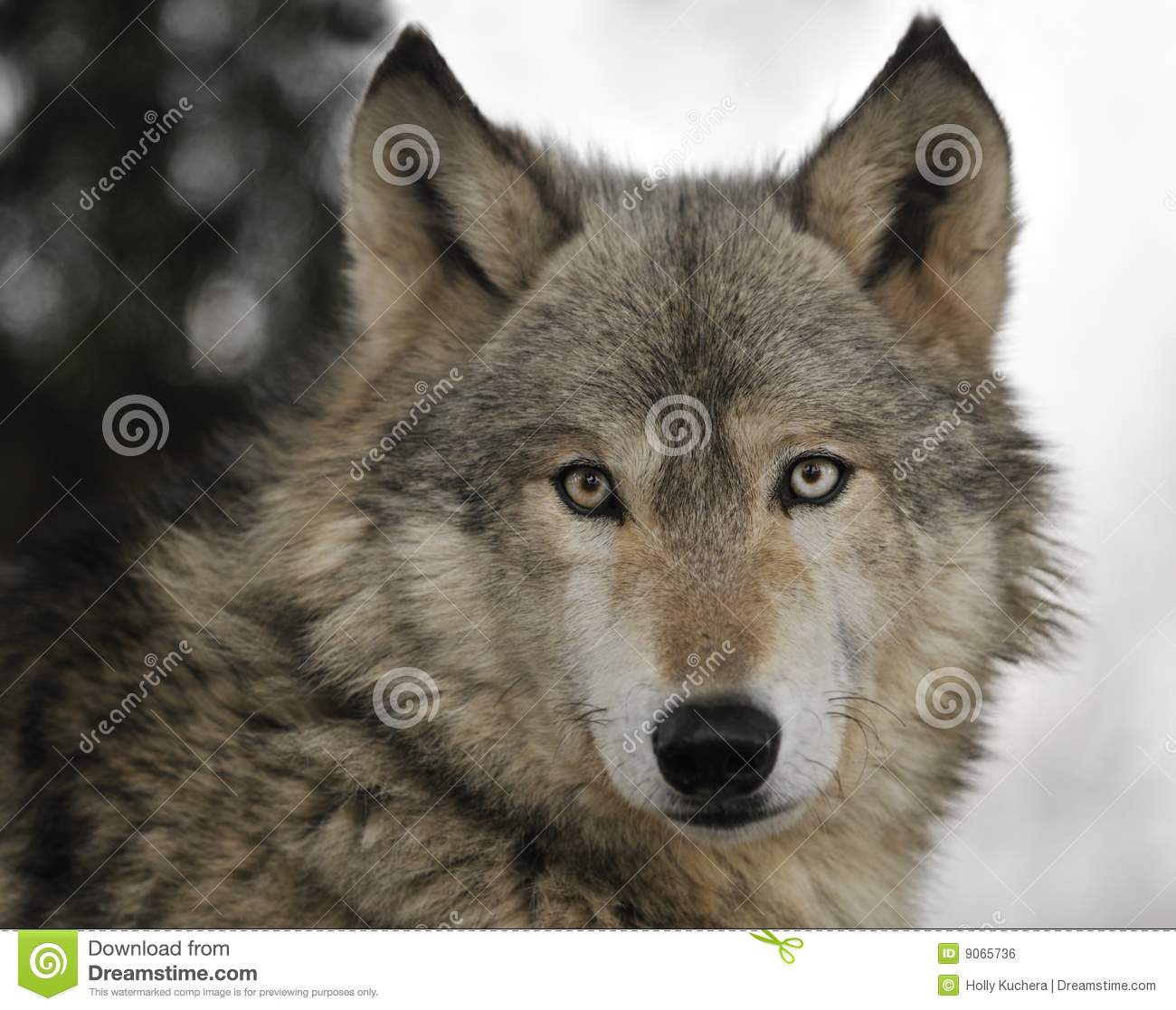 Timber Wolf Portrait Royalty Free Stock Image   Image  9065736