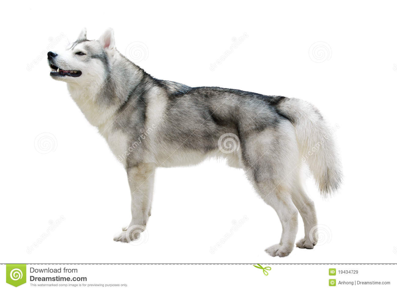 Timber Wolf Royalty Free Stock Images   Image  19434729