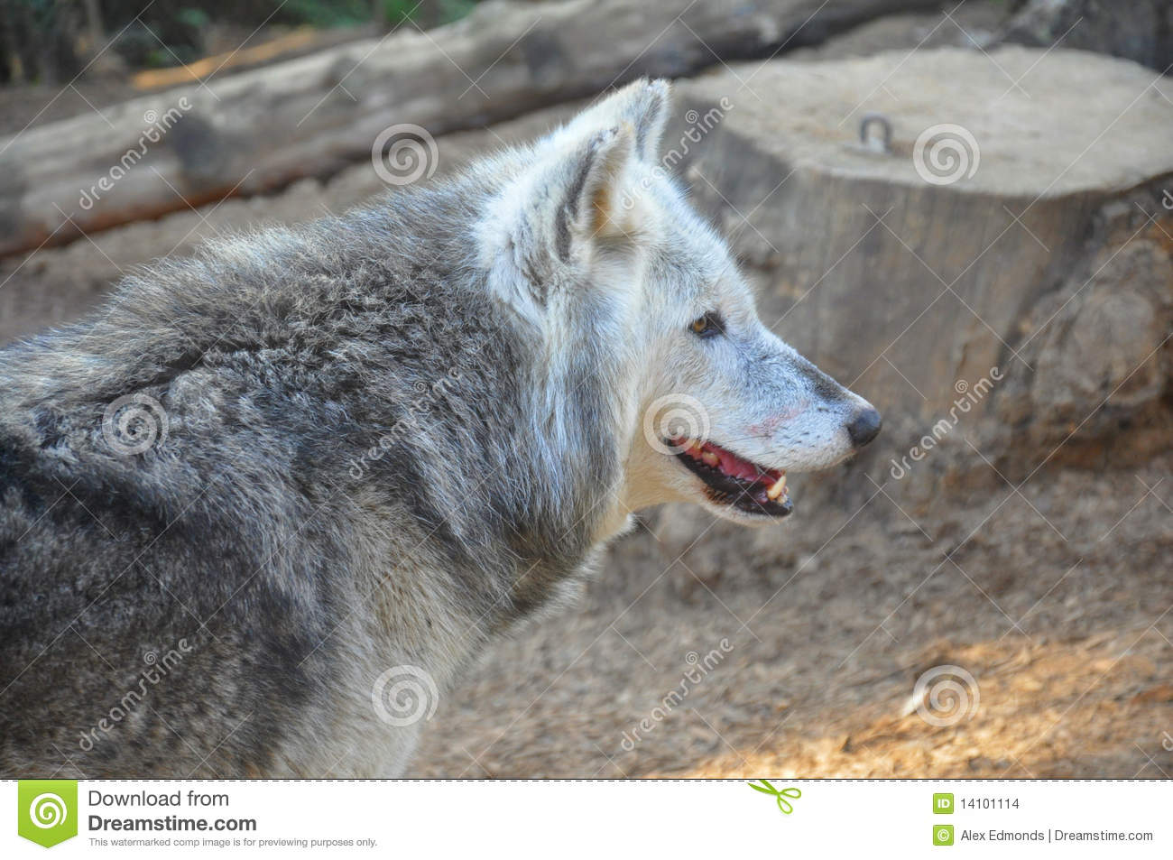 Timber Wolf Stock Images   Image  14101114