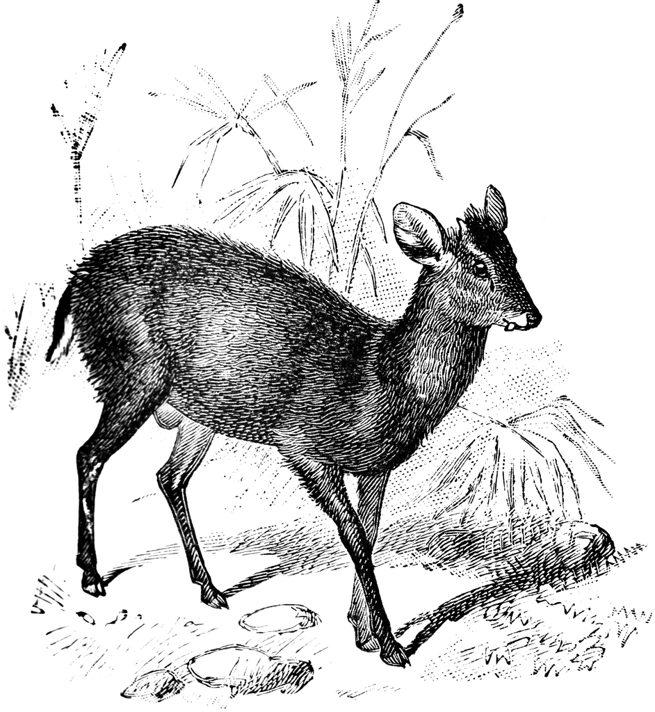 Tufted Deer   Clipart Etc