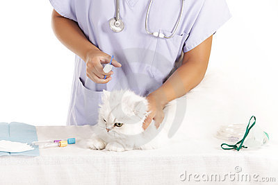 Veterinary Cat Healing Royalty Free Stock Photos   Image  21624618