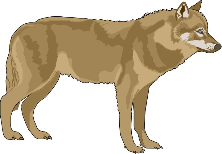 Wolf Clipart