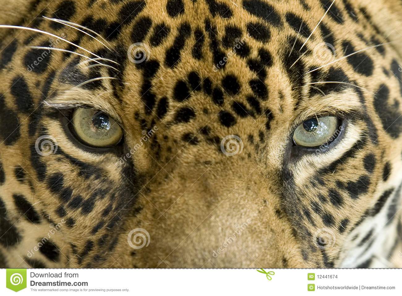     Big Cat Jaguar Or Panthera Onca Eyes Staring At Camera Costa Rica