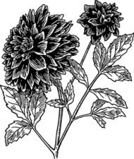 Dahlianatureplantflowerbiologybotanygardeningline Artblack And