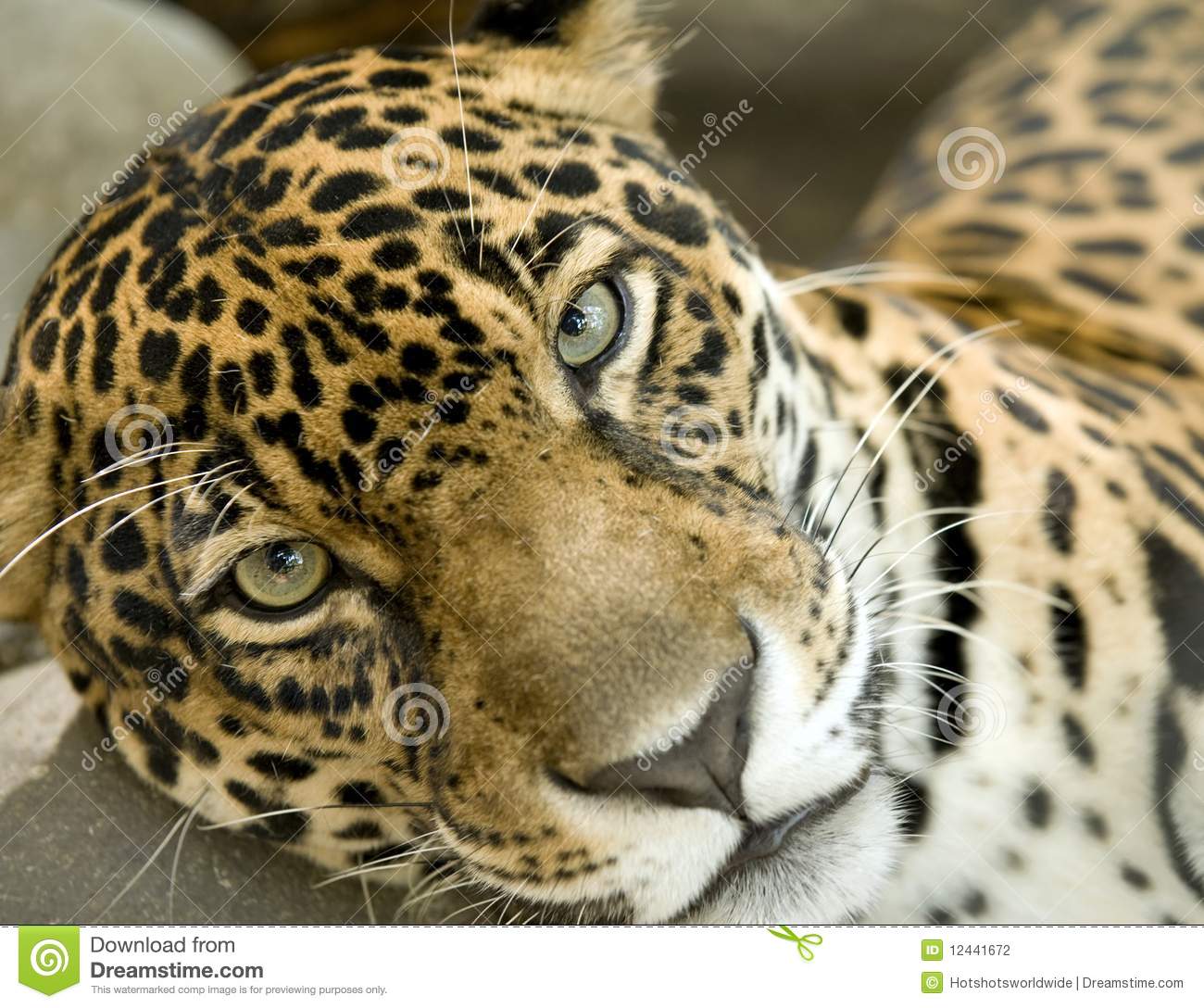 Jaguar Big Cat Panthera Onca Costa Rica Stock Photography   Image    