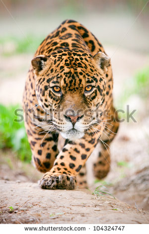 Large Jaguar Male Performing An Attack With His Ferocious Look Traight    