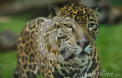     Of Magnificent Big Cat Jaguar Or Panthera Onca Eyes Staring At Camera