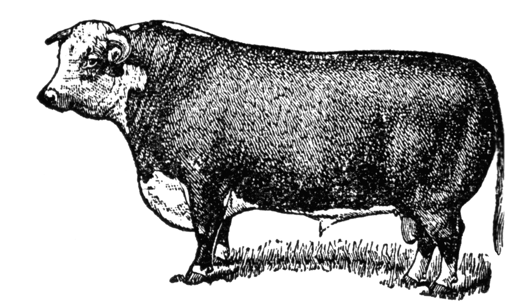Beef Cattle Clip Art