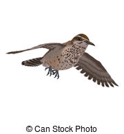 Cactus Wren  3d Rendering With Clipping Path And Shadow Over White