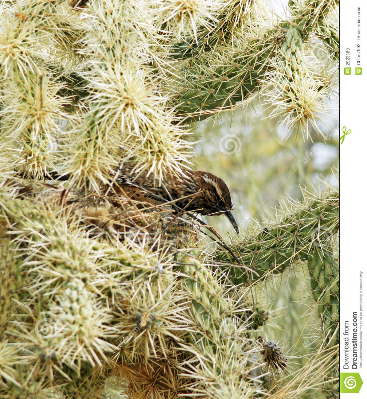 Cactus Wren Peeks Out Of Her Nest In The Cholla  The Cactus Protects    