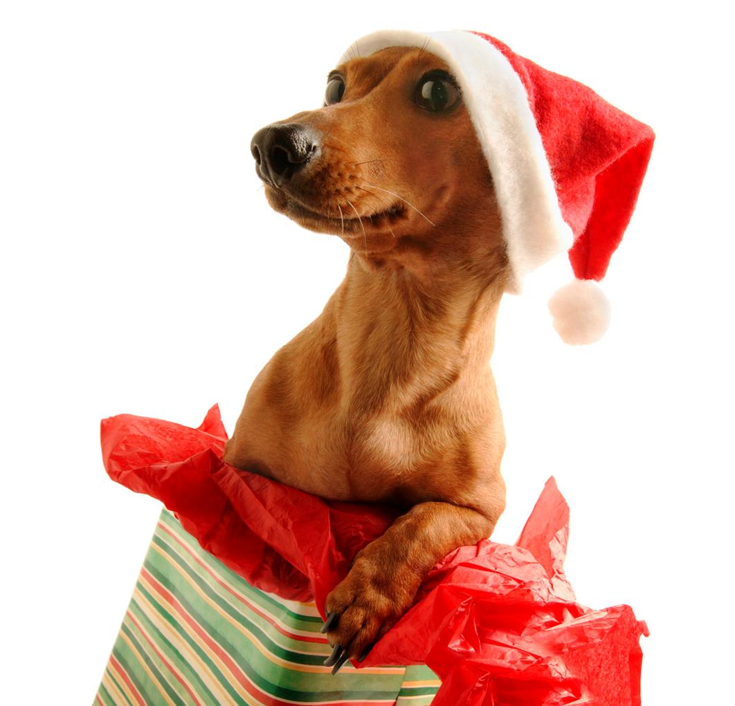 Christmas Animals   Cute   Funny New Images   Funny And Cute Animals