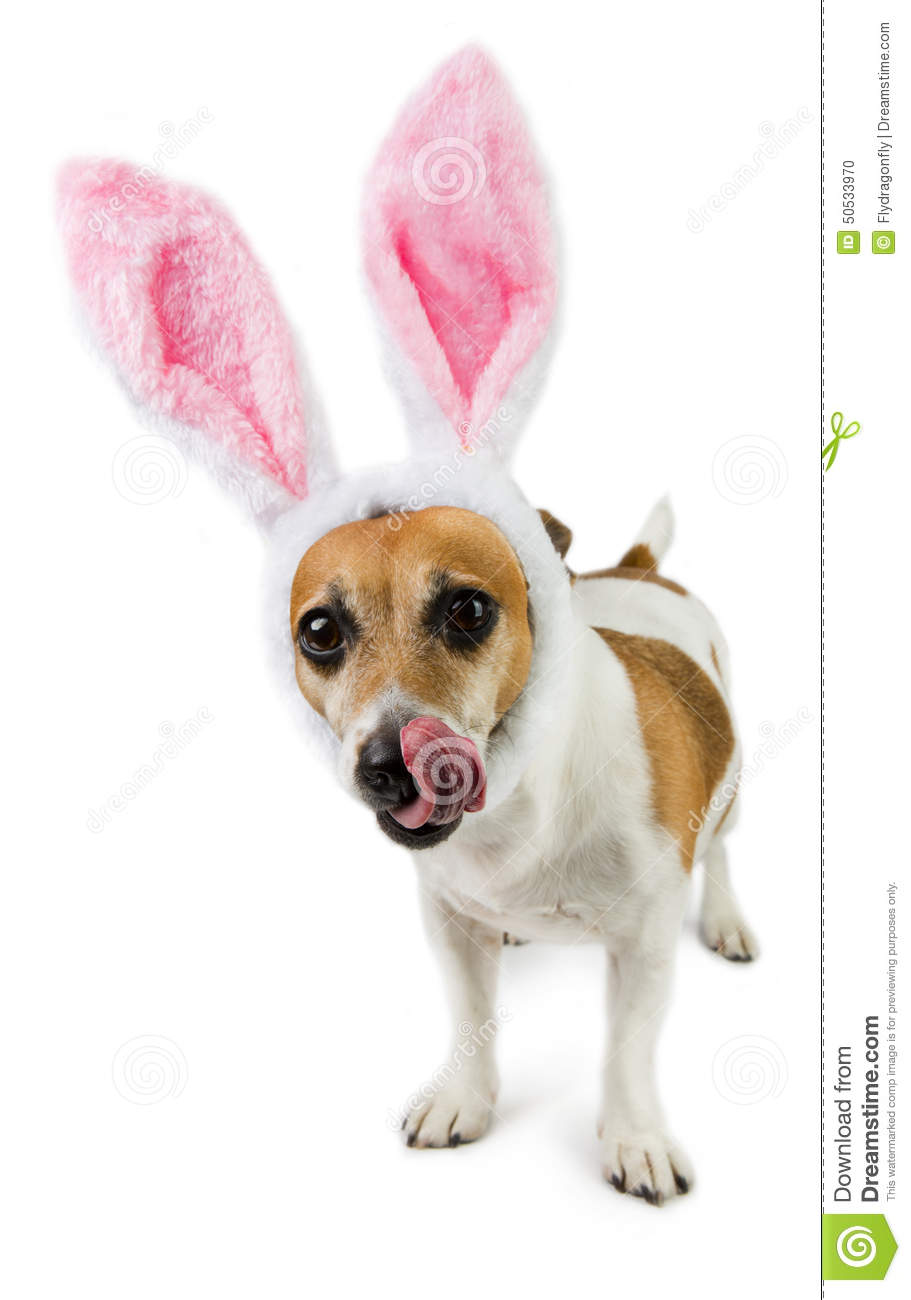 Cute Pet Costume Happy Easter Stock Photo   Image  50533970