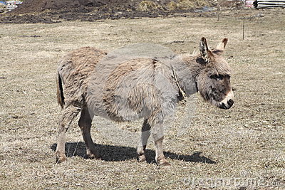 Donkey Grey Stock Photo   Image  56857146