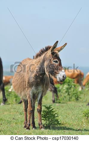 Grey Donkey In Field   Csp17030140