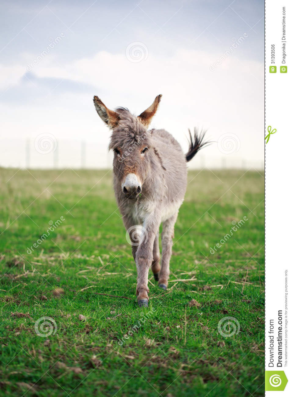 Grey Donkey Royalty Free Stock Image   Image  31393506