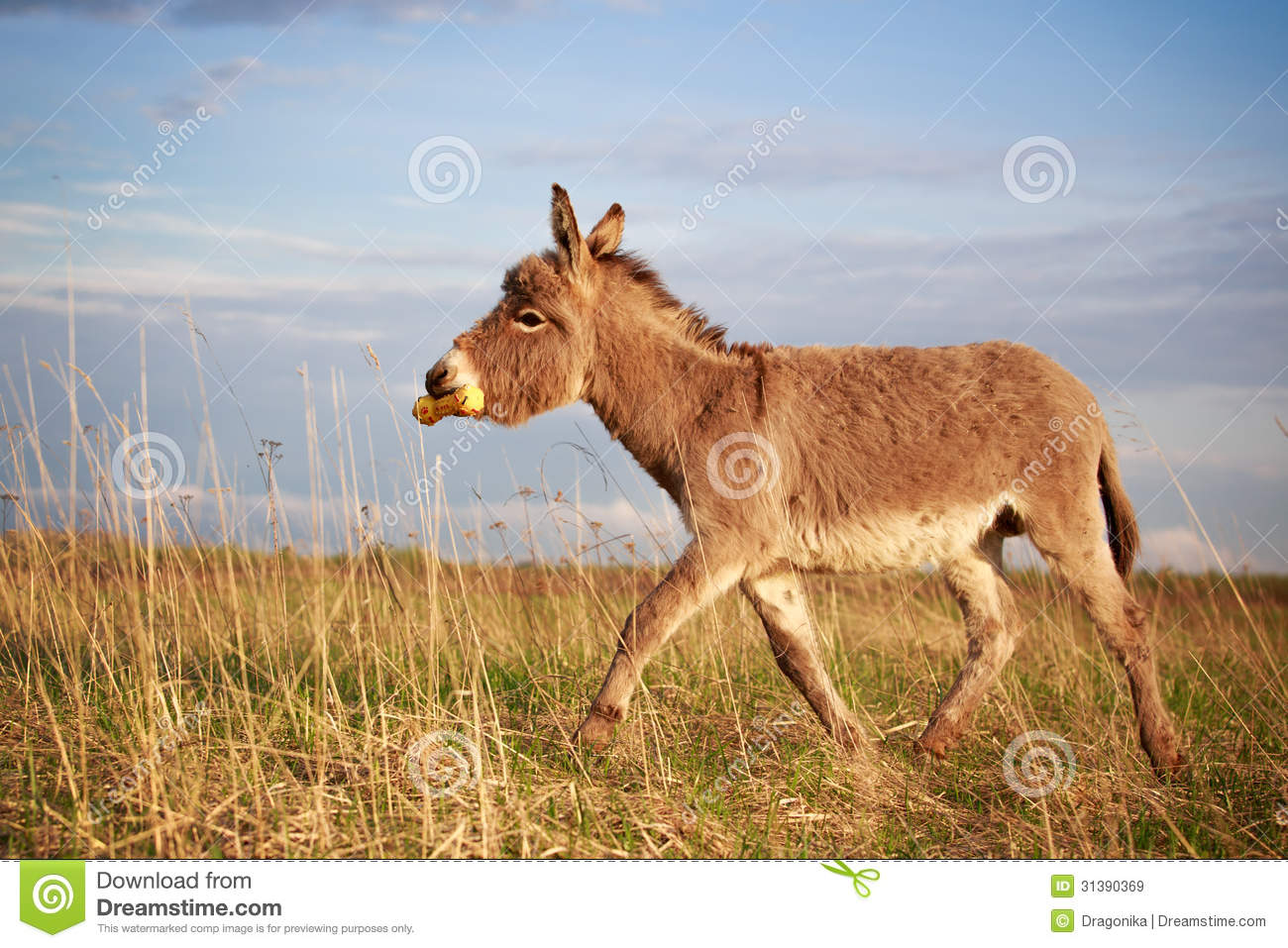 Grey Donkey Royalty Free Stock Images   Image  31390369