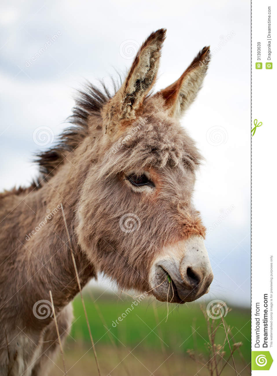 Grey Donkey Royalty Free Stock Images   Image  31393639