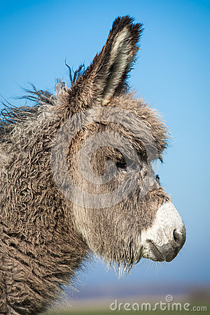 Grey Donkey Royalty Free Stock Photo   Image  30471735