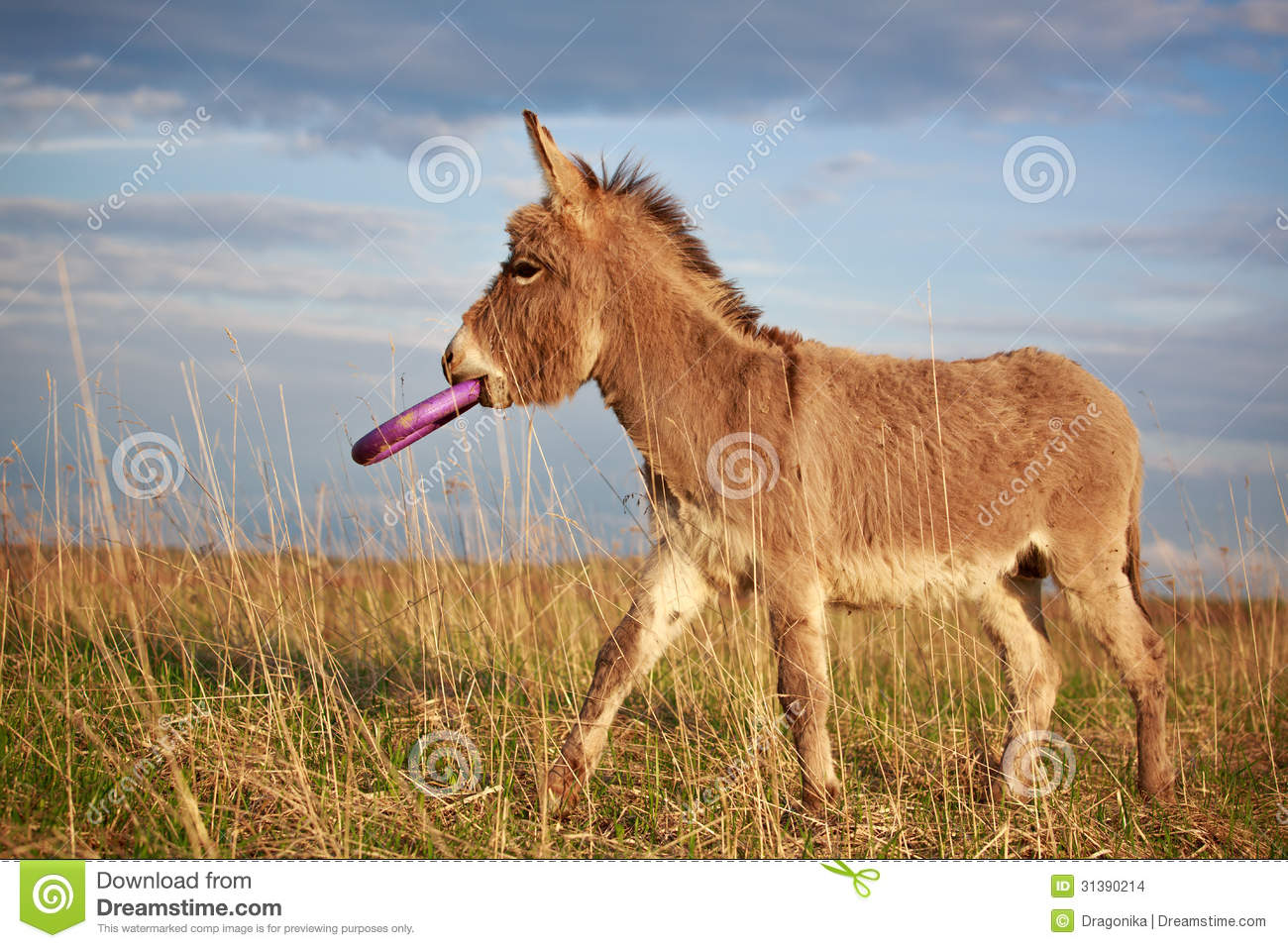 Grey Donkey Stock Images   Image  31390214