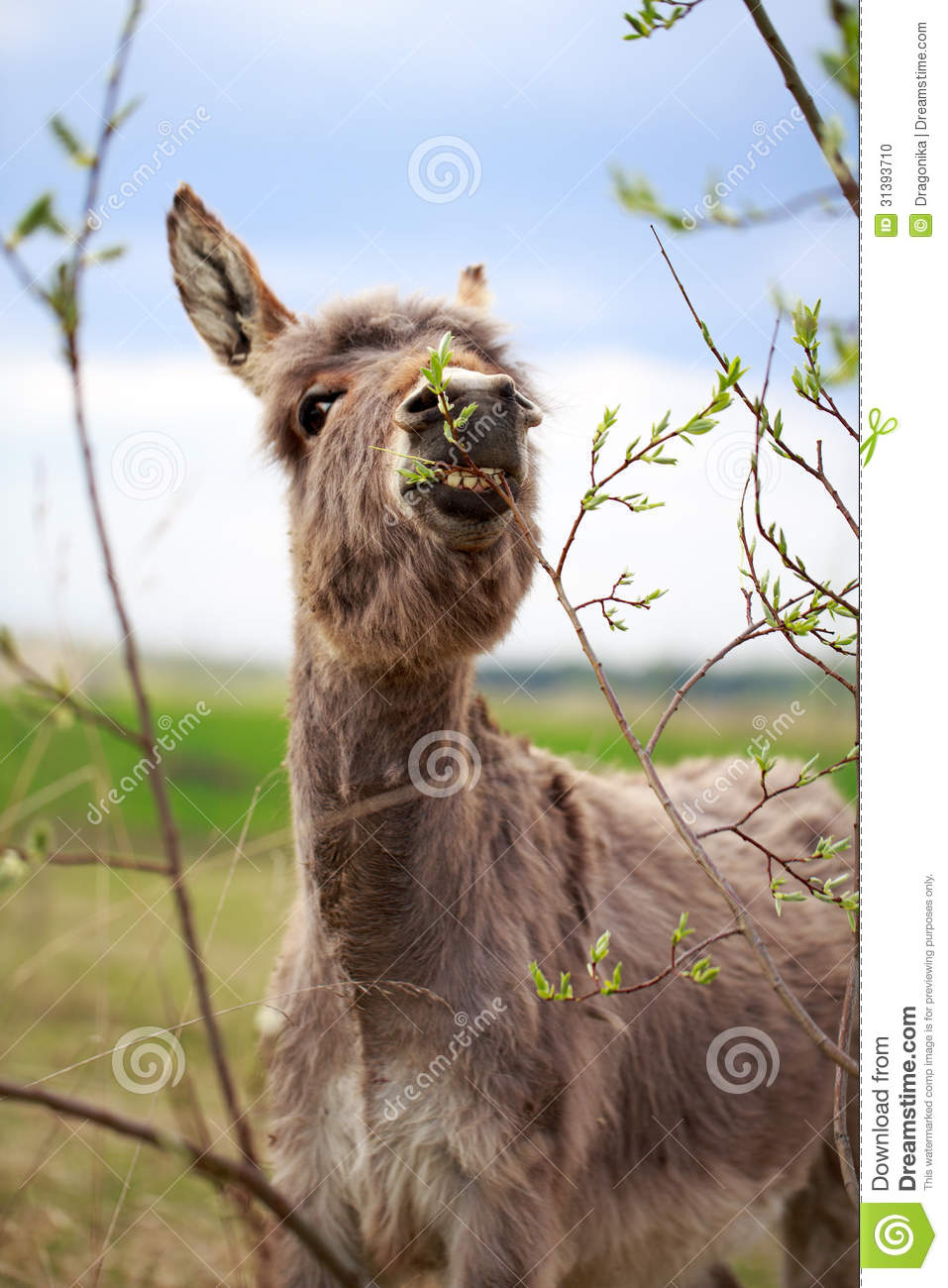 Grey Donkey Stock Photo   Image  31393710