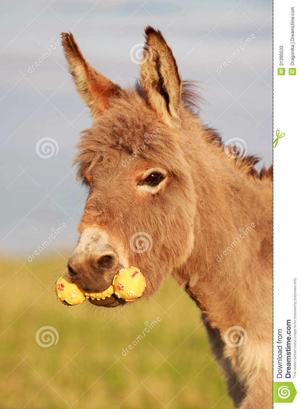 Grey Donkey Stock Photos   Image  31390533