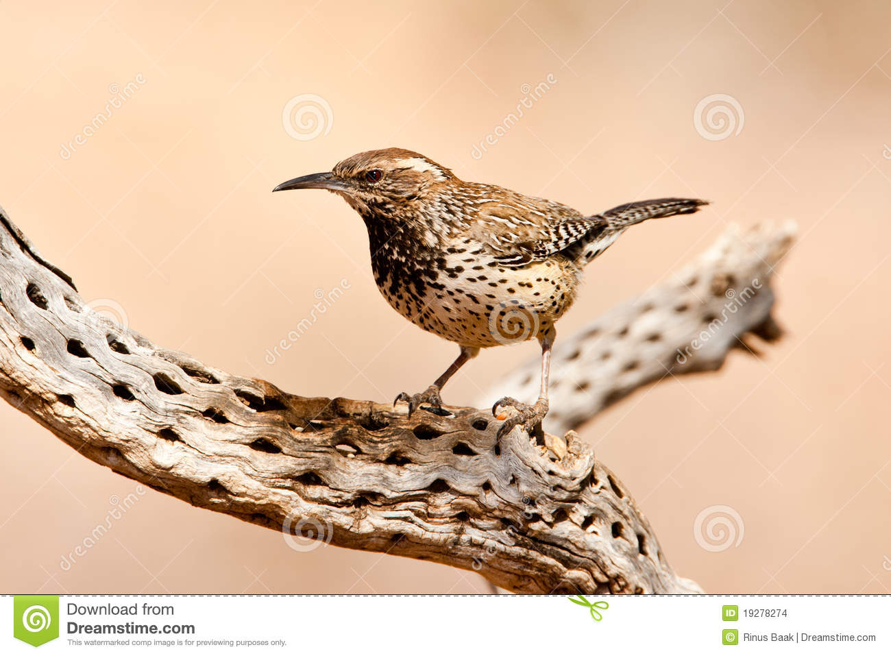     Of Adult Cactus Wren Standing On Top Of Old Cholla Cactus Limb