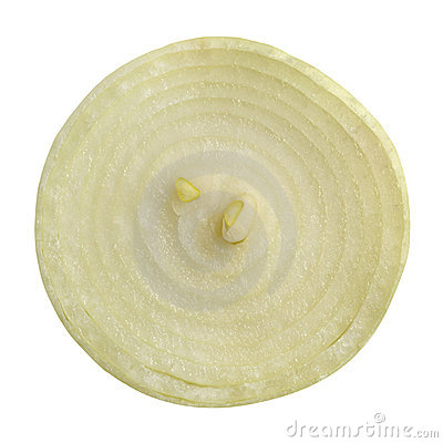 Onion Slice Royalty Free Stock Image   Image  21139346