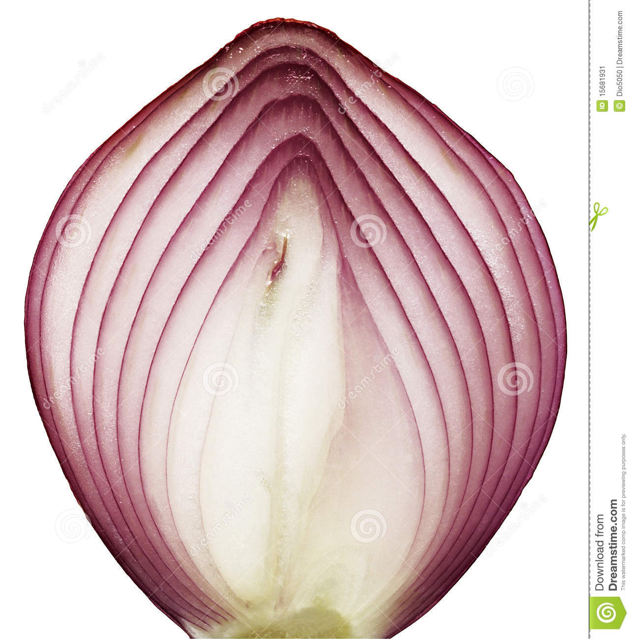 Onion Slice Stock Image   Image  15681931