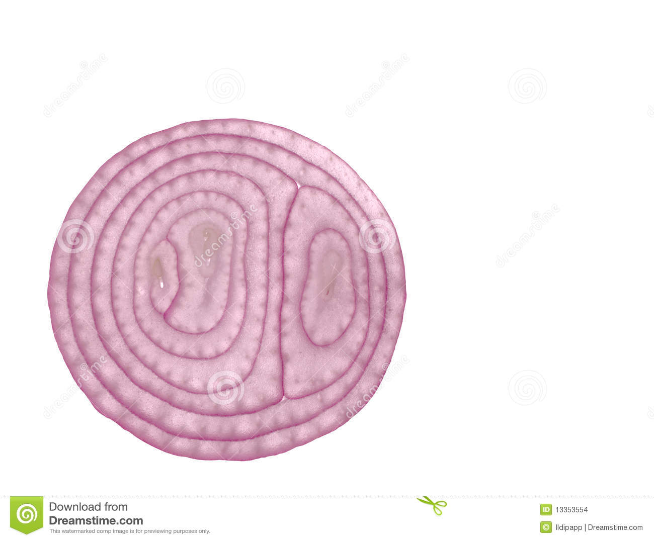 Onion Slice Stock Images   Image  13353554