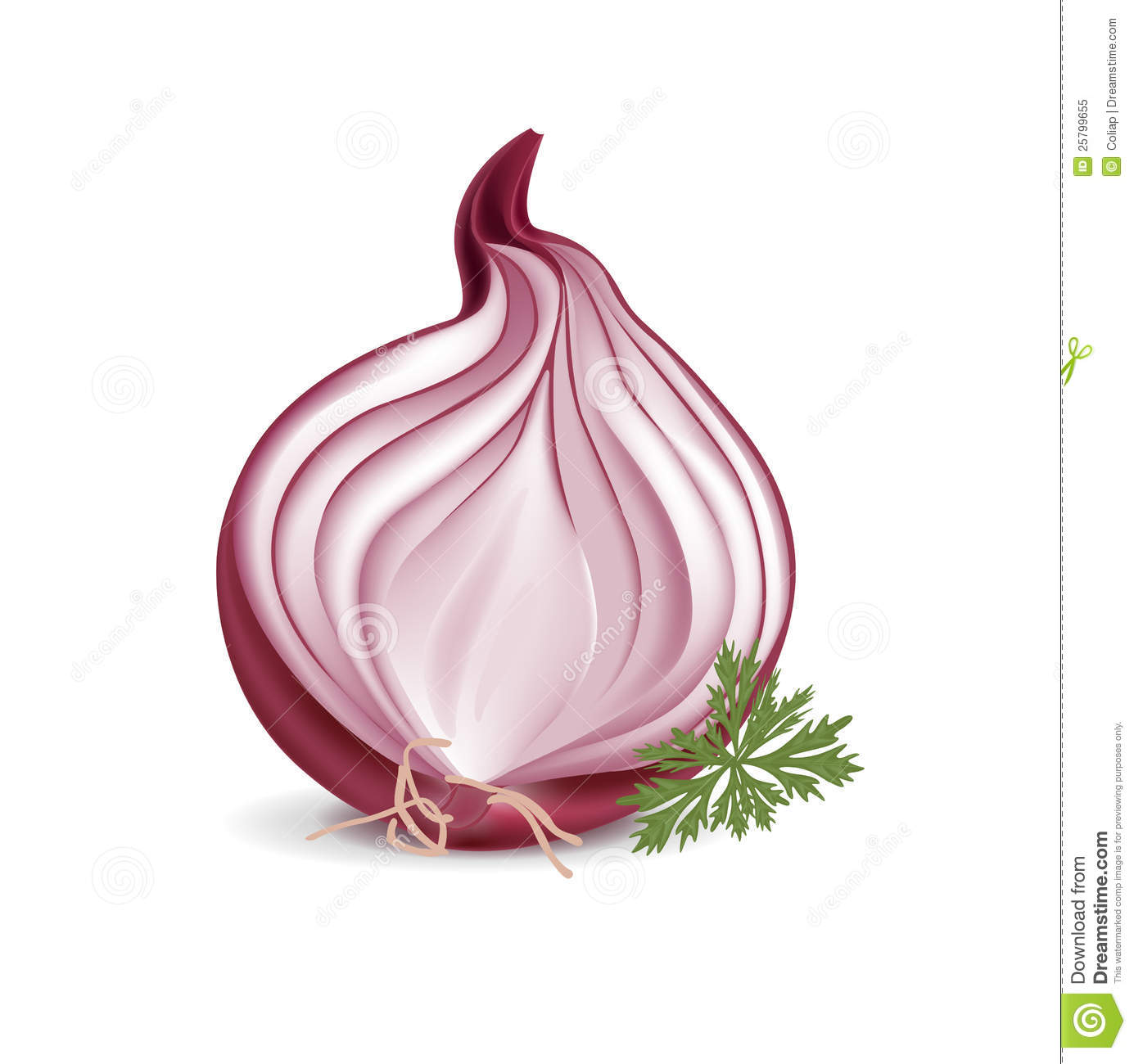 Sliced Red Onion With Parsley Royalty Free Stock Photo   Image