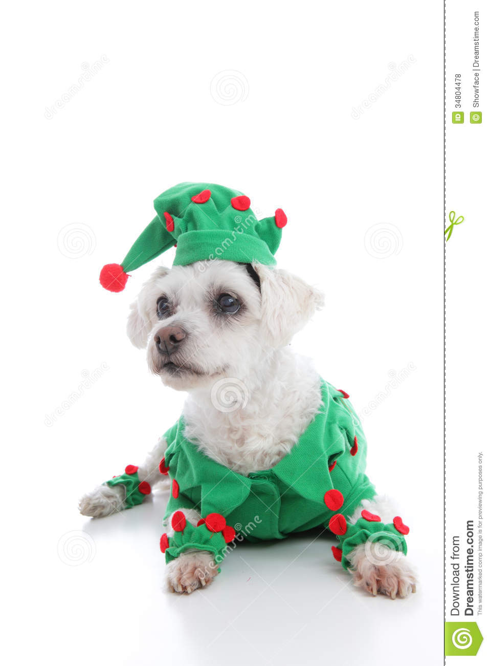 Small Pet Dog Wearing A Green And Red Elf Or Jester Costume And    