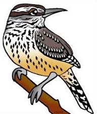 Tags Cactus Wren Birds Did You Know The Cactus Wren Is The State Bird    