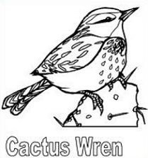 Tags Cactus Wren Birds Did You Know The Cactus Wren Is The State Bird    