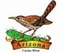Tags Cactus Wren Birds Did You Know The Cactus Wren Is The State Bird