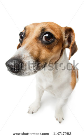 Ashamed Dog Clipart Guilty Dog On White 