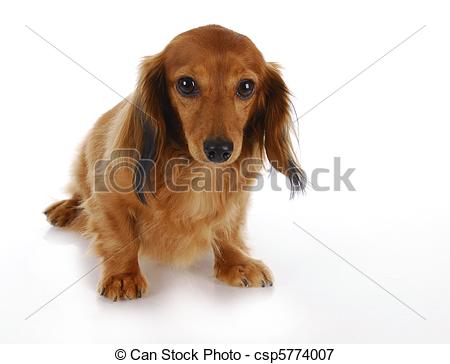 Ashamed Dog Clipart Stock Photo   Guilty Dog