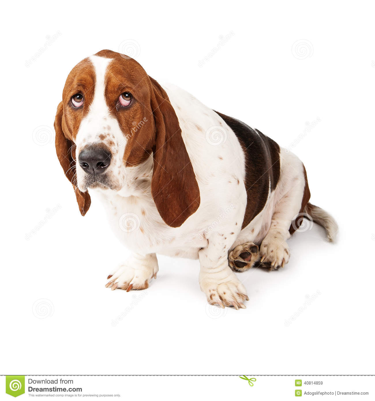 Guilty Looking Basset Hound Stock Photo   Image  40814859