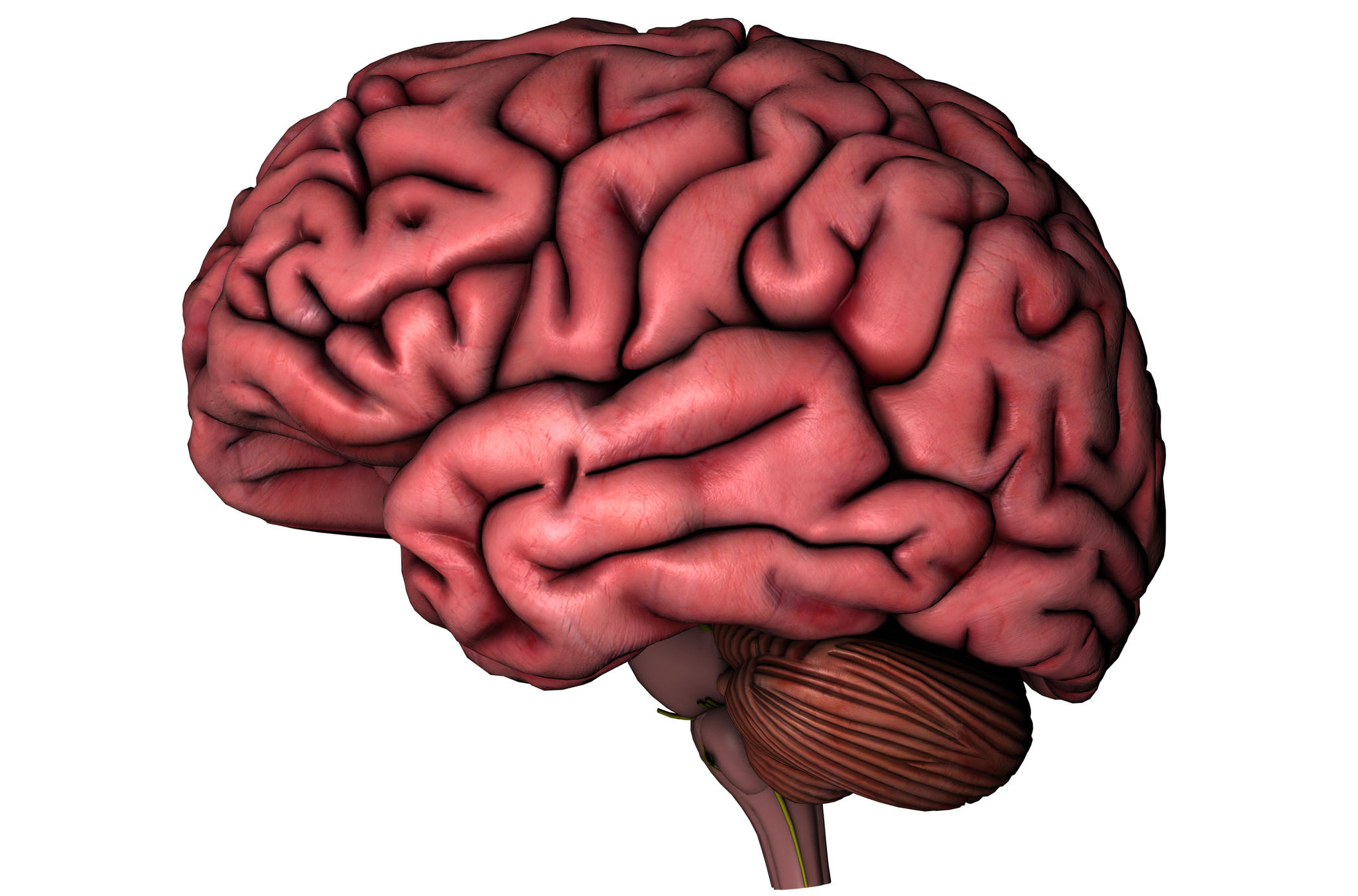 Human Brain On White Background   The Observation Deck