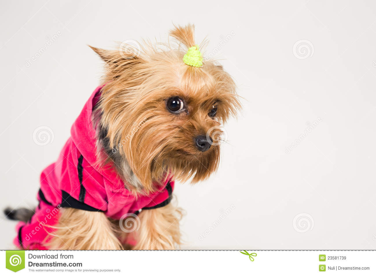 Little Dog Looking Ashamed Royalty Free Stock Images   Image  23581739