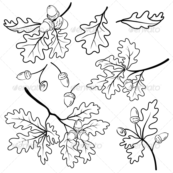 Set Oak Branches With Leaves And Acorns Black Contour On White