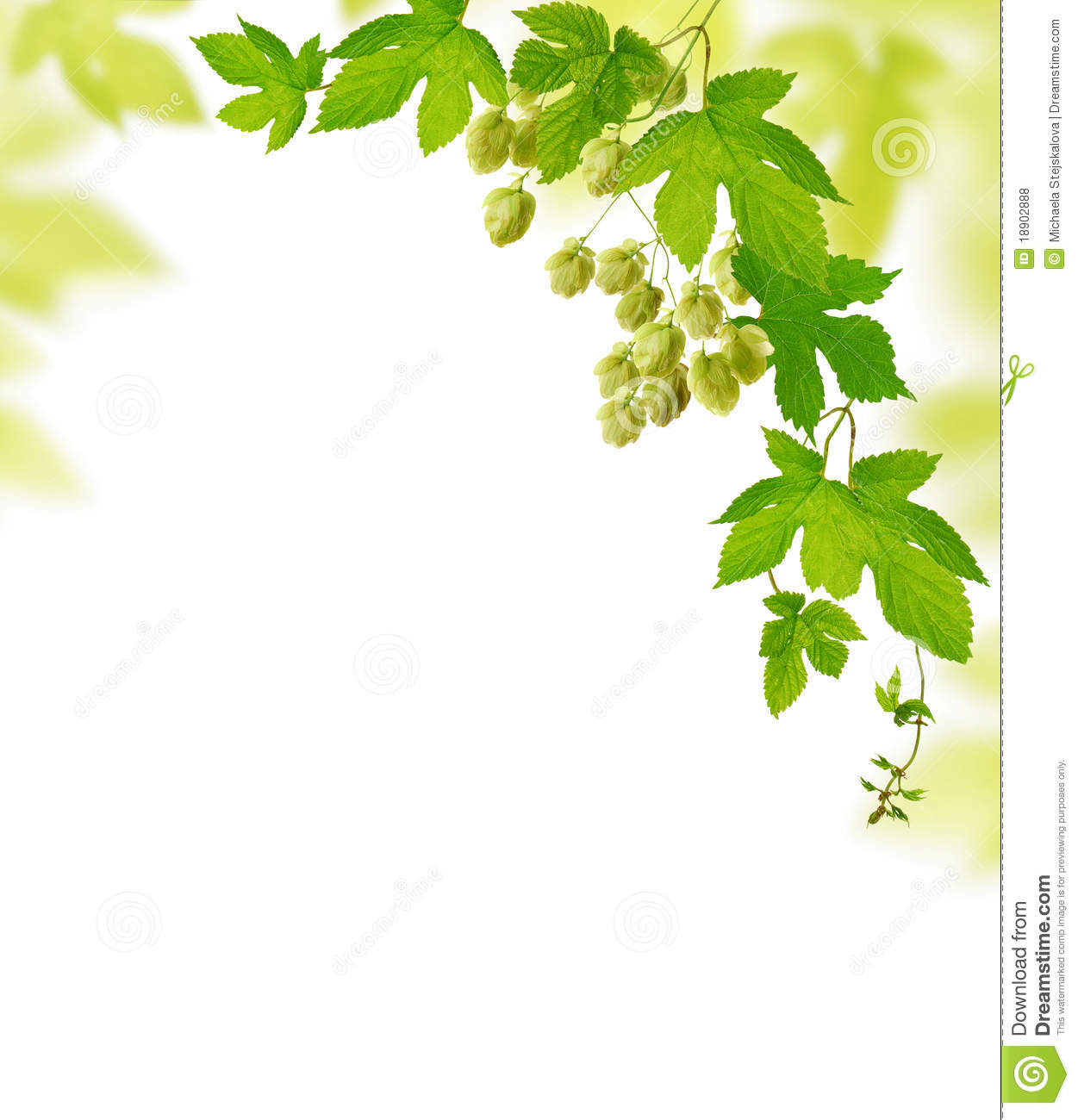 Decorative Frame With Fresh Hop Branches Isolated On White Background