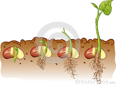 Bean Plant Stock Vectors And Illustrations