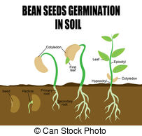 Germination Illustrations And Clipart