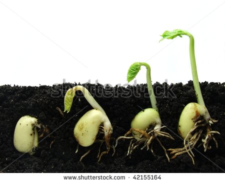Germination Stock Photos Illustrations And Vector Art