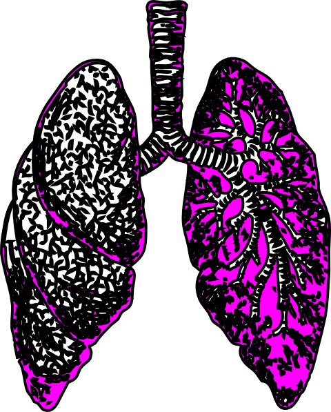 Lungs2 Clip Art At Clker Com   Vector Clip Art Online Royalty Free