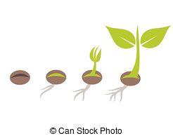 Plant Germination   Plant Seed Germination Stages Vector
