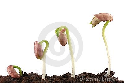 Seed Germination Clipart Bean Seed Germination Royalty