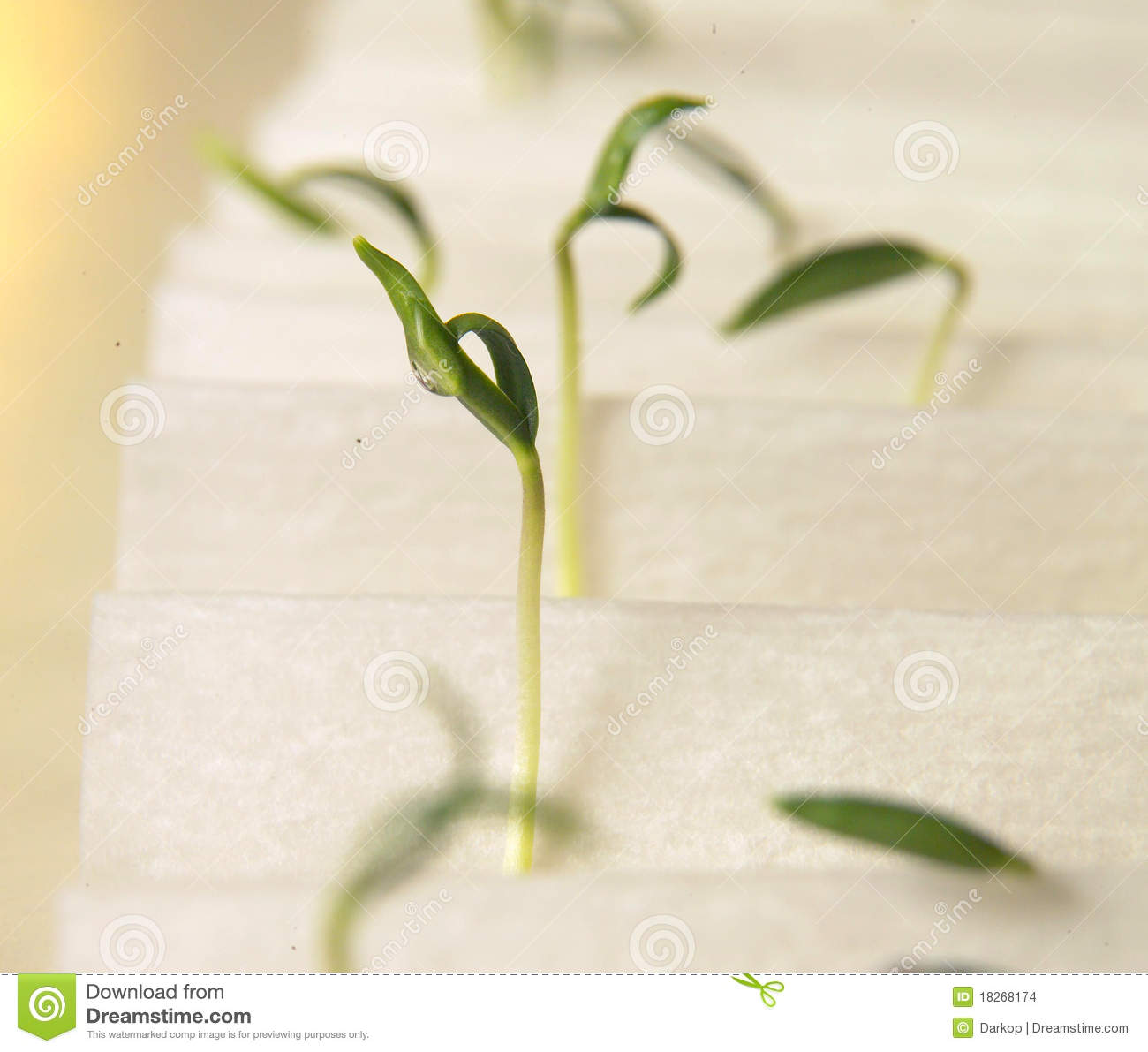 Seed Germination Clipart Seed Germination